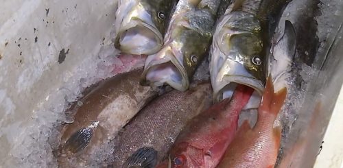 Ciguatera ocorre em consumo de peixe — Foto: Reprodução/Inter TV Cabugi