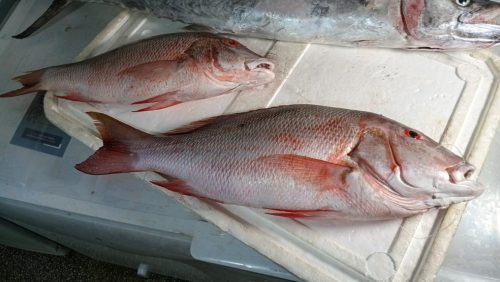 Peixe cioba mercado peixaria supermercado peixes vendas Natal Rio Grande do Norte RN Ciguatera — Foto: Brunno Rocha/Inter TV Cabugi