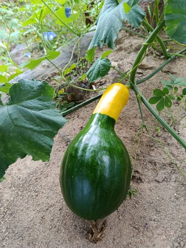 Abóbora Brasileirinha foi cultivada em Martins — Foto: Reprodução