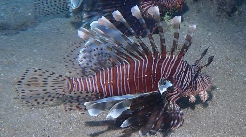 Peixe-leão está presente na costa nordestina — Foto: coconut-etiennus / iNaturalist