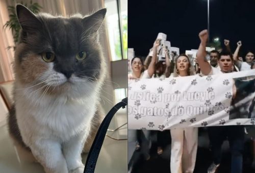 Gata Lucy morreu após ser capturada em Mossoró; moradores de condomínio fizeram protesto — Foto: Reprodução