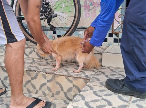 Vacinação antirrábica em Natal — Foto: Divulgação/SMS