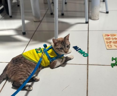 Moradora de Natal encontra gato perdido a 600 km de casa por causa de DDD na coleira — Foto: Cedida