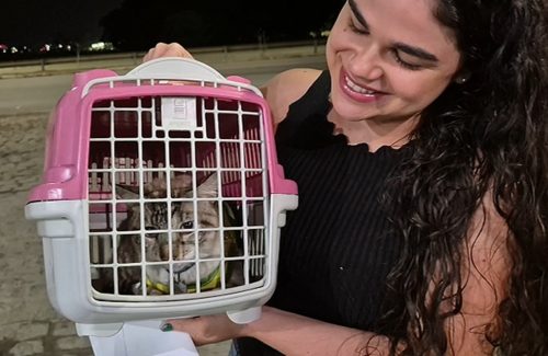 Gato Mimo é devolvido para tutora após fugir de casa em Arapiraca e ser encontrado em Natal (RN) — Foto: Giovanni Luiz/TV Asa Branca Alagoas